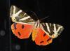 211123 – Photo : Oryctes – France (59)